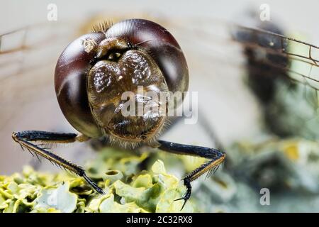 Makro Stapeln Fokus Porträt von Vagrant Darter. Ihr lateinischer Name ist Sympetrum vulgatum. Stockfoto