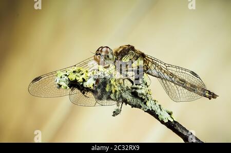 Makro Stapeln Fokus Porträt von Vagrant Darter. Ihr lateinischer Name ist Sympetrum vulgatum. Stockfoto