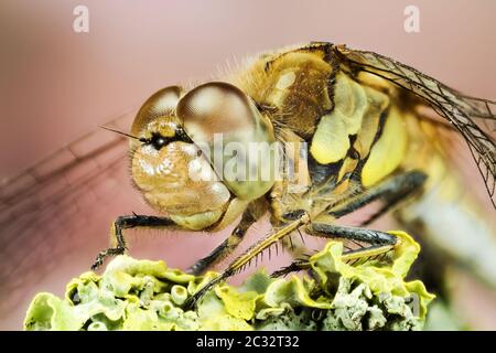 Makro Stapeln Fokus Porträt von Vagrant Darter. Ihr lateinischer Name ist Sympetrum vulgatum. Stockfoto