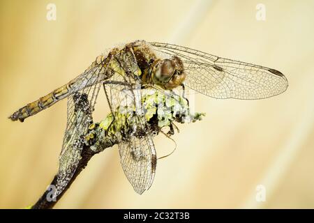 Makro Stapeln Fokus Porträt von Vagrant Darter. Ihr lateinischer Name ist Sympetrum vulgatum. Stockfoto