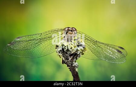 Makro Stapeln Fokus Porträt von Vagrant Darter. Ihr lateinischer Name ist Sympetrum vulgatum. Stockfoto