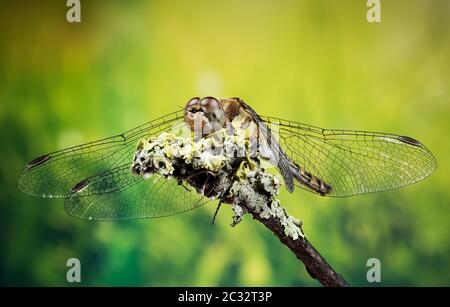 Makro Stapeln Fokus Porträt von Vagrant Darter. Ihr lateinischer Name ist Sympetrum vulgatum. Stockfoto