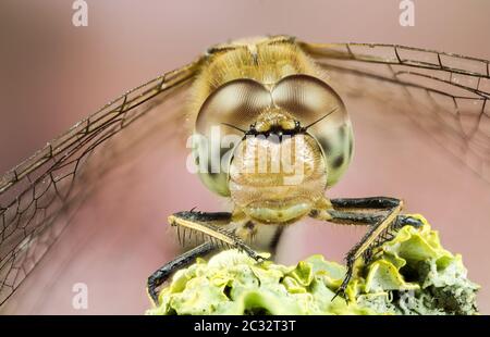 Makro Stapeln Fokus Porträt von Vagrant Darter. Ihr lateinischer Name ist Sympetrum vulgatum. Stockfoto