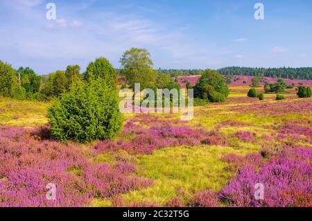 Landschaft Lüneburger Heide im Herbst in der Nähe von Wilsede Stockfoto