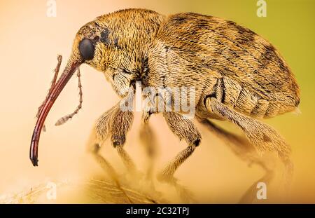 Makro Stapeln Fokus Porträt von Acorn Weevil. Sein lateinischer Name ist Curculio glandium. Stockfoto