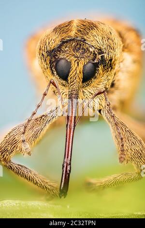 Makro Stapeln Fokus Porträt von Acorn Weevil. Sein lateinischer Name ist Curculio glandium. Stockfoto