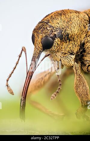 Makro Stapeln Fokus Porträt von Acorn Weevil. Sein lateinischer Name ist Curculio glandium. Stockfoto