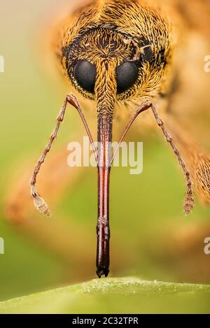 Makro Stapeln Fokus Porträt von Acorn Weevil. Sein lateinischer Name ist Curculio glandium. Stockfoto