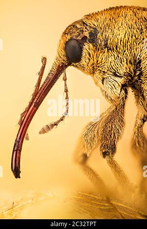 Makro Stapeln Fokus Porträt von Acorn Weevil. Sein lateinischer Name ist Curculio glandium. Stockfoto