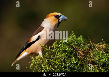 Massiver Weißfink, Coccothraustes Coccothraustes, Männchen, das an einem sonnigen Frühlingstag von der Seite aus auf einem moosbedeckten Baumstamm sitzt. Vogel mit s Stockfoto