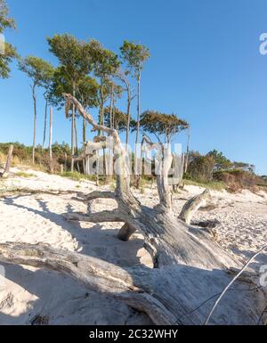 Der alte Baumstamm liegt an einem sandigen Strand mit Dünen, Wald und blauem Himmel Stockfoto