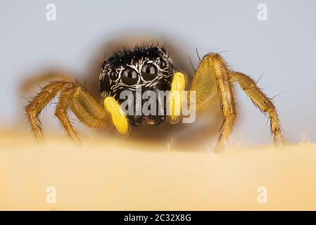 Makro Fokus Stapelbild des Kupfer-Sonnenspringer. Sein lateinischer Name ist Heliophanus cupreus. Stockfoto