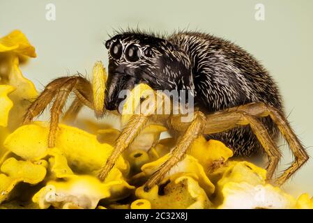 Makro Fokus Stapelbild des Kupfer-Sonnenspringer. Sein lateinischer Name ist Heliophanus cupreus. Stockfoto