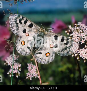 Der Apollo oder Berg Apollo, Parnassius apollo ssp.vinningensis, sehr seltene Art Stockfoto