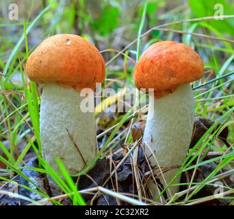 Zwei orangefarbene Kappenboletus Stockfoto