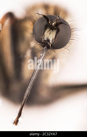 Makro Fokus Stapeln Porträt von Dance Fly. Ihr lateinischer Name ist Empis livida. Stockfoto