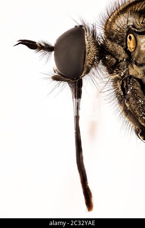 Makro Fokus Stapeln Porträt von Dance Fly. Ihr lateinischer Name ist Empis livida. Stockfoto