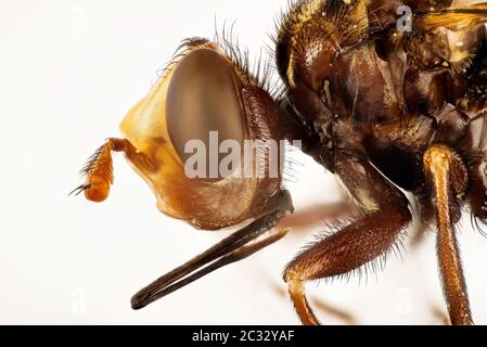 Fokus Stapeln Porträt von Ferruginous Bee-Grabber. Ihr lateinischer Name ist Sicus ferrugineus. Stockfoto