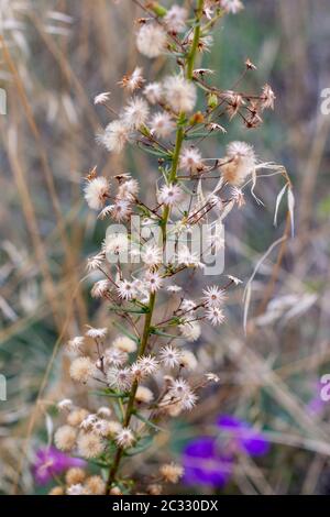 Nahaufnahme der Dittrichia graveolens Blume. Stockfoto