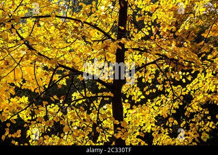 Herbstbaum mit schönen gelben Blättern Stockfoto