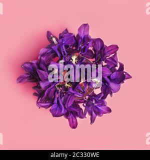 Trendy abstraktes Bild von violetten Blumen Bouquet in flachem Lay-Stil auf rosa Hintergrund für Dekoration Design. Quadratisches Erntegut. Stockfoto