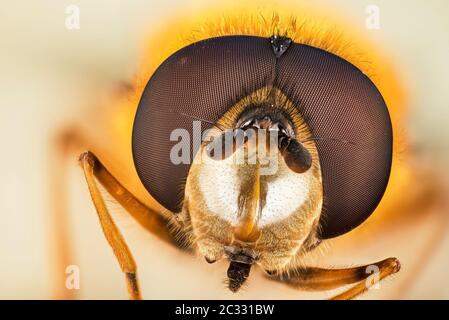 Makro Fokus Stapeln Porträt von Hoverfly Stockfoto