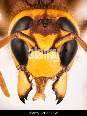 Makro Fokus Stapeln Porträt von European Hornet. Sein lateinischer Name ist Vespa crabro. Stockfoto