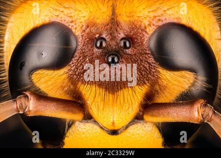 Makro Fokus Stapeln Porträt von European Hornet. Sein lateinischer Name ist Vespa crabro. Stockfoto