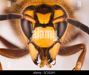 Makro Fokus Stapeln Porträt von European Hornet. Sein lateinischer Name ist Vespa crabro. Stockfoto