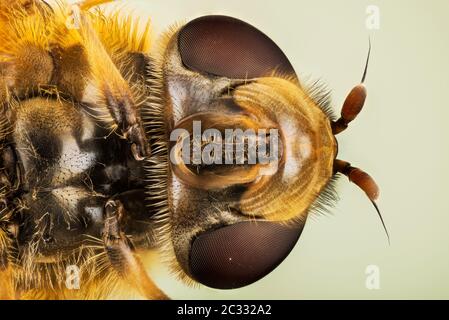 Makro Fokus Stapeln Porträt von Hoverfly Stockfoto