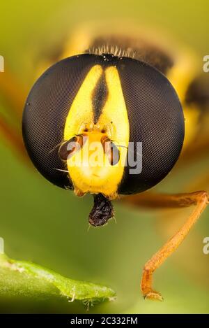 Makro Fokus Stapeln Porträt von Hoverfly Stockfoto