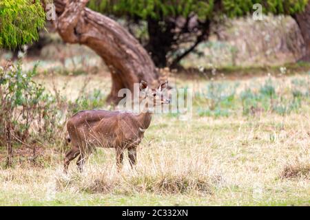 Wunderschönes Tier, Weibchen des Berges Nyala in natürlichem Lebensraum. Endemische Antilope, Bale-Berge Äthiopien, Safari-Tierwelt Stockfoto