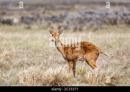 Antilope Bohor reedbuck, Redunca redunca, Bale Mountain, Äthiopien, Afrika Safari Wildlife Stockfoto