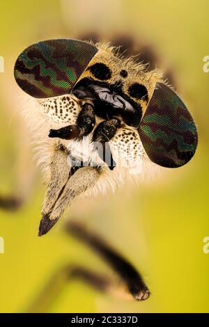 Makro Fokus Stapeln von Cleg Fly oder Common Horse Fly mit Kerbhörnchen. Ihr lateinischer Name ist Haematopota pluvialis. Stockfoto