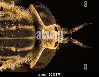 Makro Fokus Stapeln von Cleg Fly oder Common Horse Fly mit Kerbhörnchen. Ihr lateinischer Name ist Haematopota pluvialis. Stockfoto