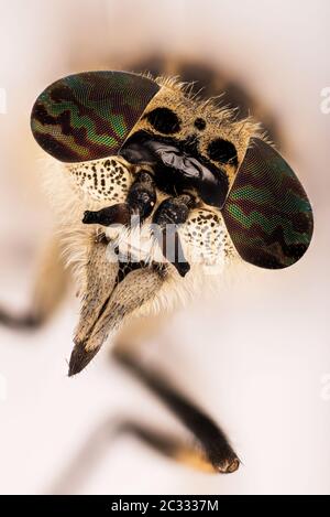 Makro Fokus Stapeln von Cleg Fly oder Common Horse Fly mit Kerbhörnchen. Ihr lateinischer Name ist Haematopota pluvialis. Stockfoto