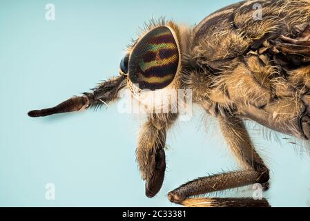Makro Fokus Stapeln von Cleg Fly oder Common Horse Fly mit Kerbhörnchen. Ihr lateinischer Name ist Haematopota pluvialis. Stockfoto