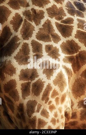 Nahaufnahme von Giraffenfell Stockfoto