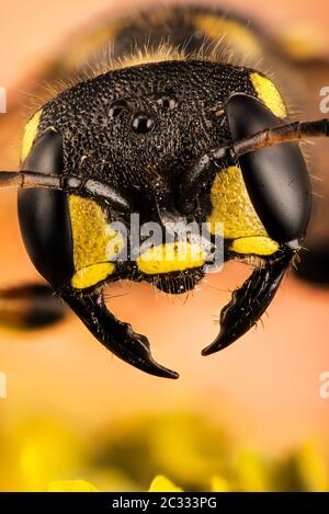 Makro Fokus Stapeln Porträt von Sand tailed Digger Wasp. Ihr lateinischer Name ist Cerceris arenaria. Stockfoto