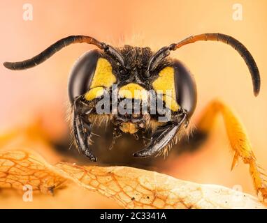 Makro Fokus Stapeln Porträt von Sand tailed Digger Wasp. Ihr lateinischer Name ist Cerceris arenaria. Stockfoto