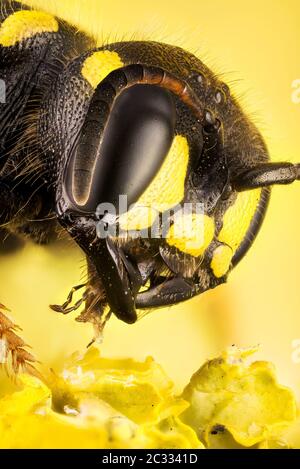 Makro Fokus Stapeln Porträt von Sand tailed Digger Wasp. Ihr lateinischer Name ist Cerceris arenaria. Stockfoto