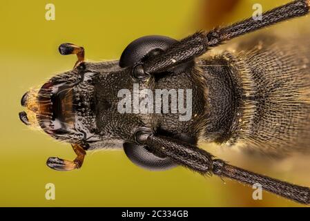 Makro Fokus Stapelung Aufnahme von Spotted Longhorn Beetle. Sein lateinischer Name ist Rutpela maculata. Stockfoto