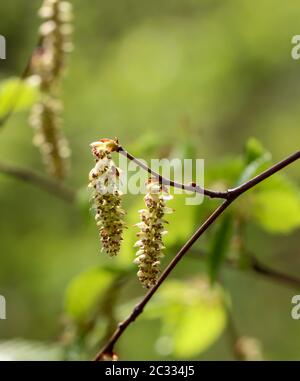 Blumen und Pollen, Blätter der Erle, sorgen im Frühjahr für Heuschnupfen bei alergischen Menschen Stockfoto