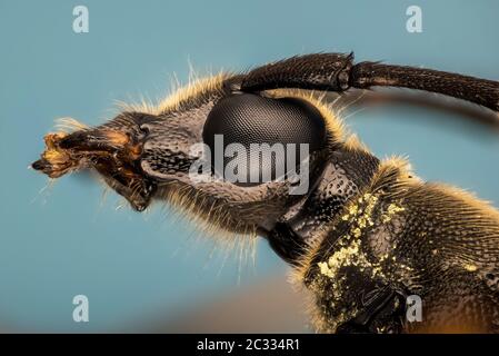 Makro Fokus Stapelung Aufnahme von Spotted Longhorn Beetle. Sein lateinischer Name ist Rutpela maculata. Stockfoto