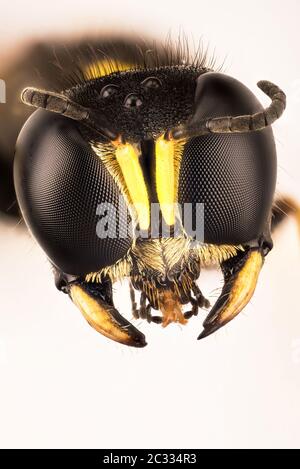 Fokus Stapeln Porträt von quadratischen Wasp. Ihr lateinischer Name ist Ectemnius continuus Stockfoto