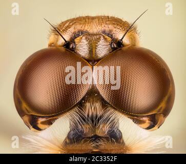 Makro Stapeln Fokus Porträt von Vagrant Darter. Ihr lateinischer Name ist Sympetrum vulgatum. Stockfoto