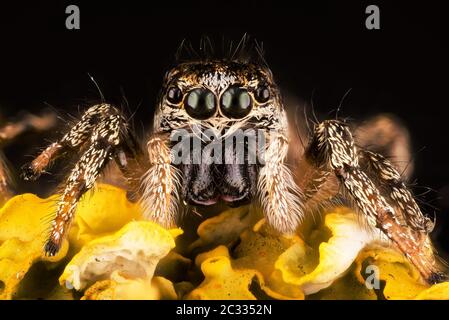 Makro Fokus Stapeln Porträt von Zebra Spider oder Common Jumping Spider . Sein lateinischer Name ist Salticus scenicus. Stockfoto