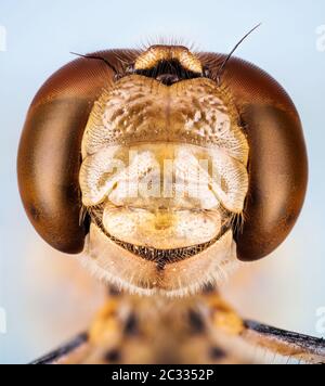 Makro Stapeln Fokus Porträt von Vagrant Darter. Ihr lateinischer Name ist Sympetrum vulgatum. Stockfoto