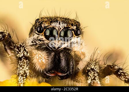 Makro Fokus Stapeln Porträt von Zebra Spider oder Common Jumping Spider . Sein lateinischer Name ist Salticus scenicus. Stockfoto