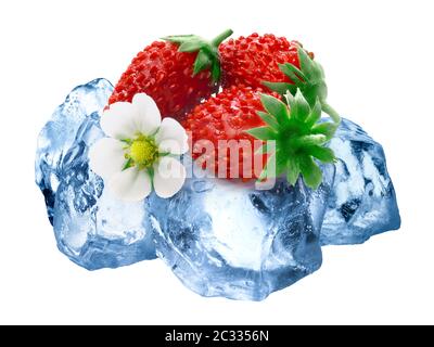 Stapel von alpine Erdbeere (FRAGARIA VESCA Früchte) das Einfrieren auf grob zerkleinert Eis, isoliert Stockfoto